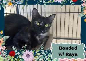 BONDED with Raya