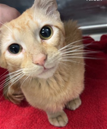 RALPH, an adoptable Domestic Short Hair in Killeen, TX, 76543 | Photo Image 1