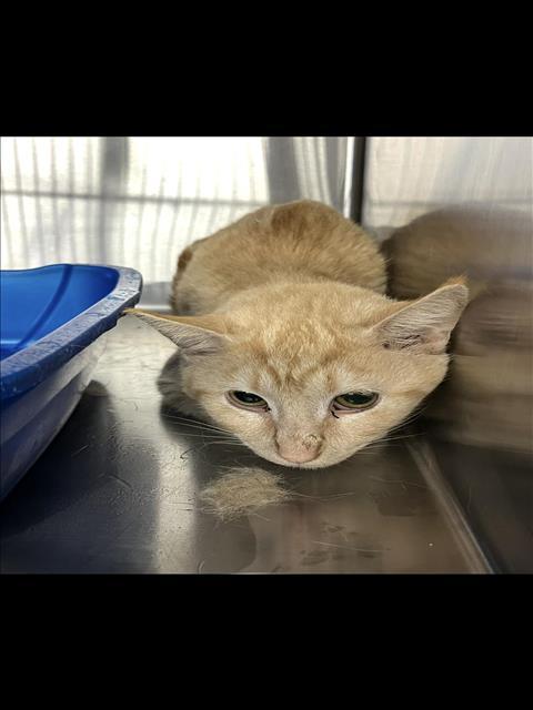 SAMSON, an adoptable Domestic Short Hair in Killeen, TX, 76543 | Photo Image 1