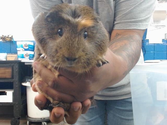 NIBBLES