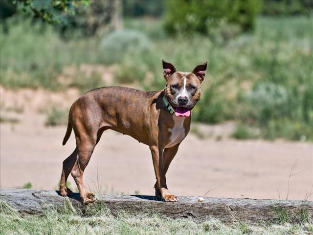 NAILAH, an adoptable Mixed Breed in Santa Fe, NM, 87507 | Photo Image 1
