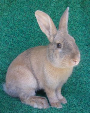 KEEGAN, Young Male Bunny Rabbit