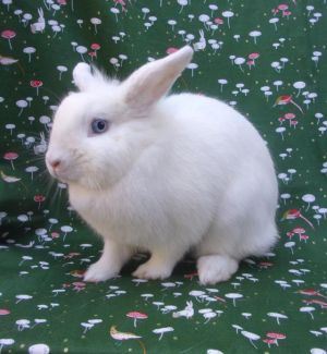 About Me Meet Starlightyour favorite mix of sweet and sassy Im the Sour Patch Kid of the bunny wor
