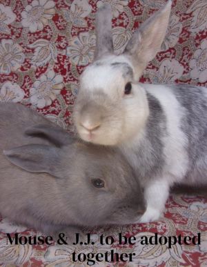 MOUSE, Young Female Bunny Rabbit