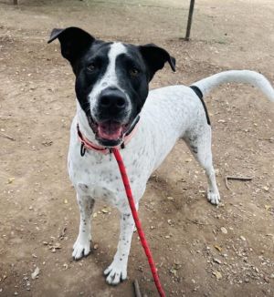Meet Pete the most charming goofball youll ever know Hes a young playful pup who loves dogs and