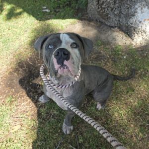 I WAS FOUND AT 1000 E SAN ANTONIO DR LONG BEACH CA 90807 IN LONG BEACHMy adop