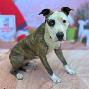 I WAS FOUND AT 400 BLK LIME AVE LONG BEACH CA 90802 IN LONG BEACHMy adoption 