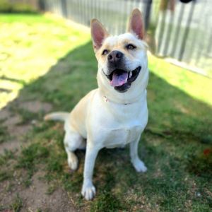 I WAS FOUND AT 3000 BLK BALTIC AVE LONG BEACH CA 90810 IN LONG BEACHMy adopti
