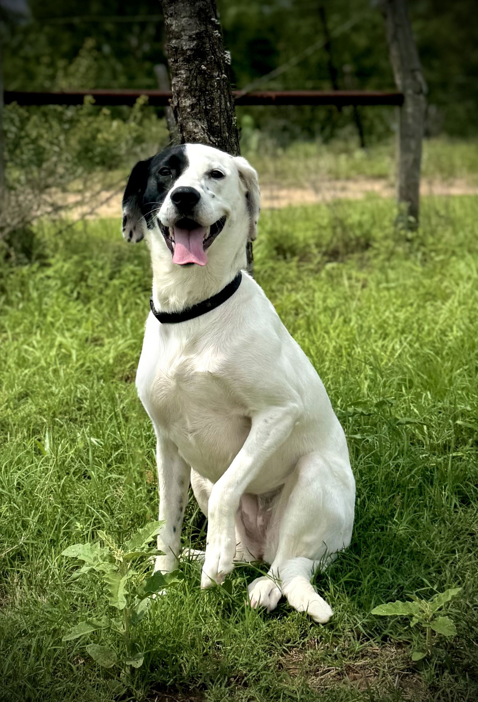Nala
