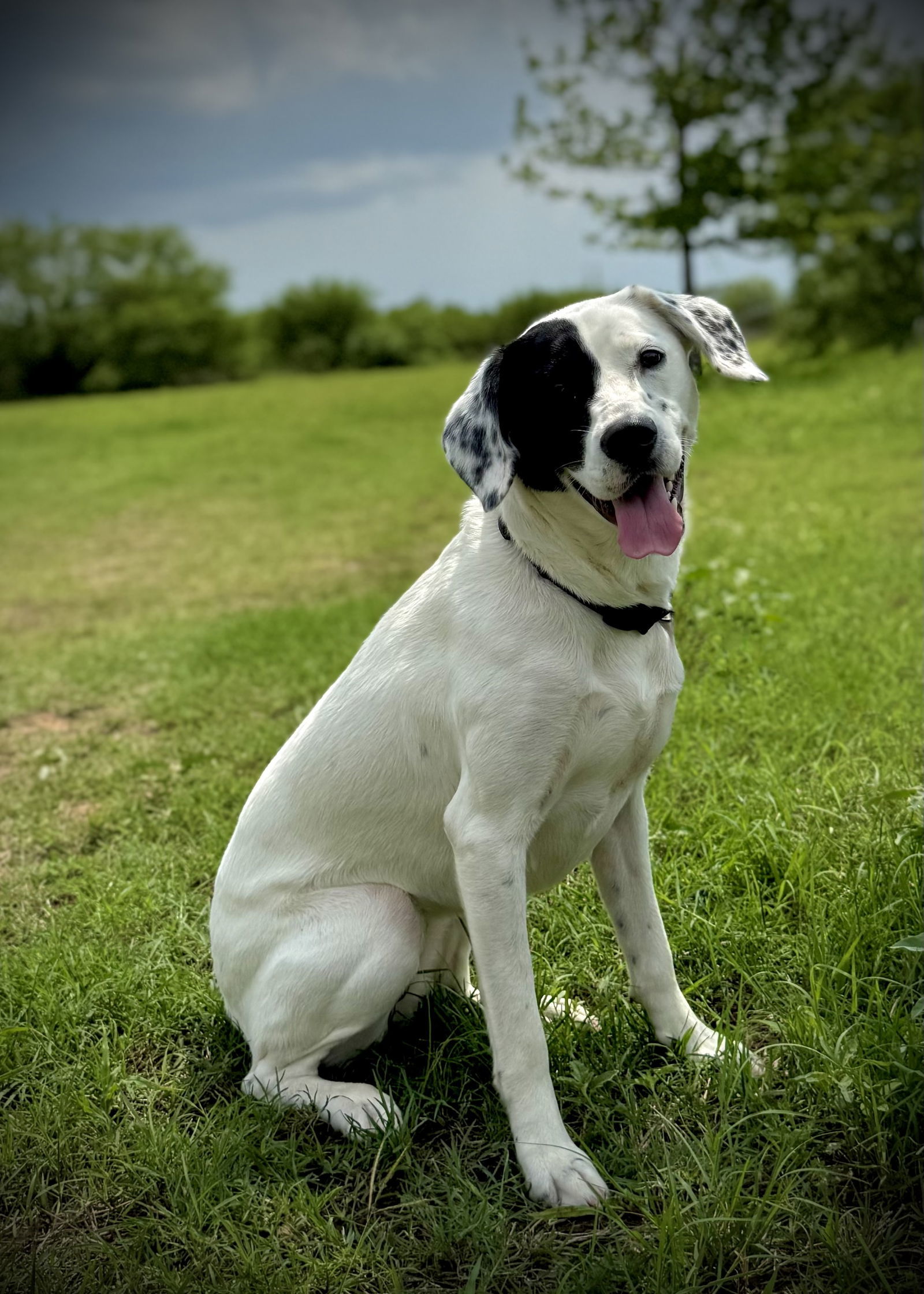 Nala