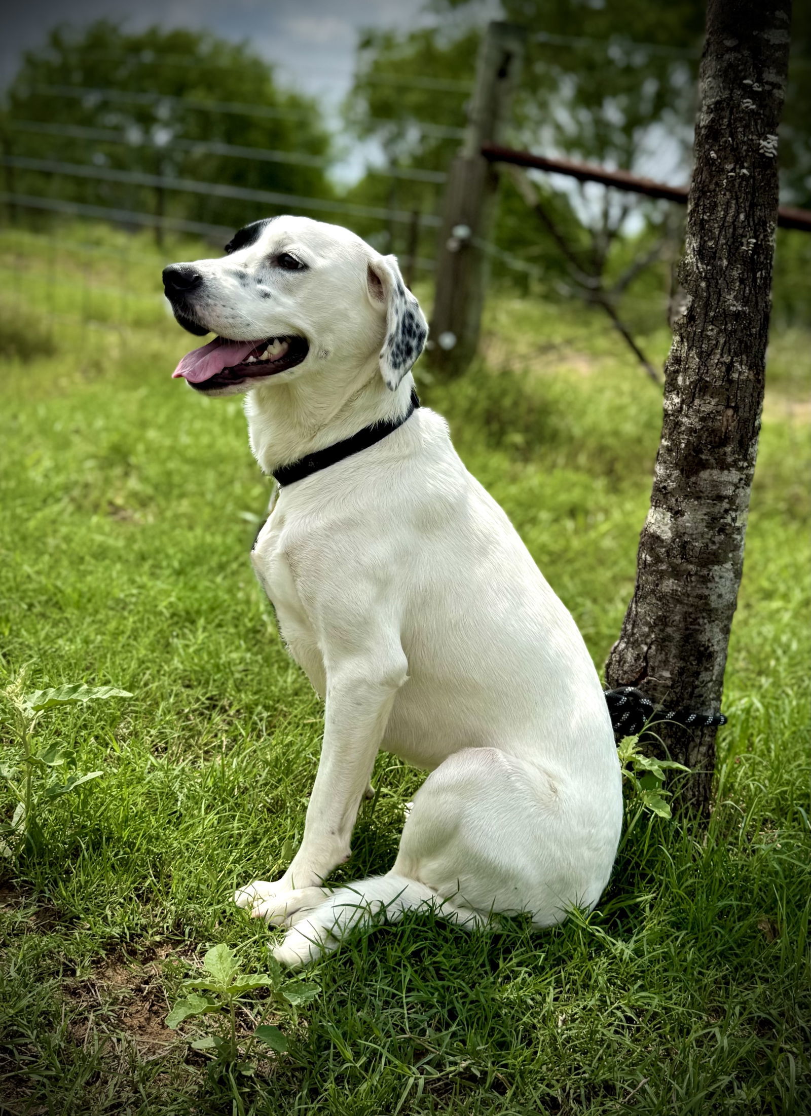 Nala