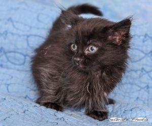 Zuri, Baby Female Domestic Medium Hair
