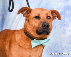 Ralph, Adult Male Labrador Retriever