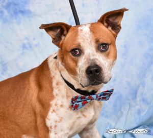 Ren, Adult Male Cattle Dog