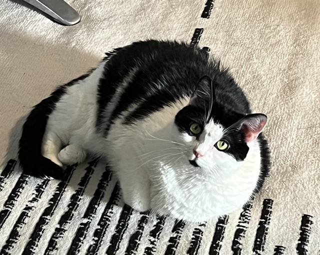 LOUISE, an adoptable Domestic Short Hair in Camarillo, CA, 93010 | Photo Image 1