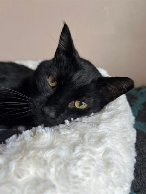TIMMY, Adult Male Domestic Short Hair