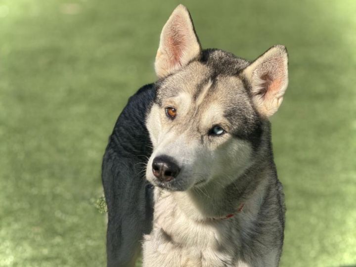 NANOOK 1