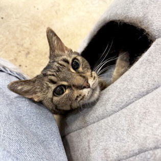Tigger - Adoption Fee Paid! 1