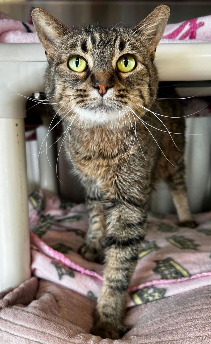Tigger - Adoption Fee Paid! 2