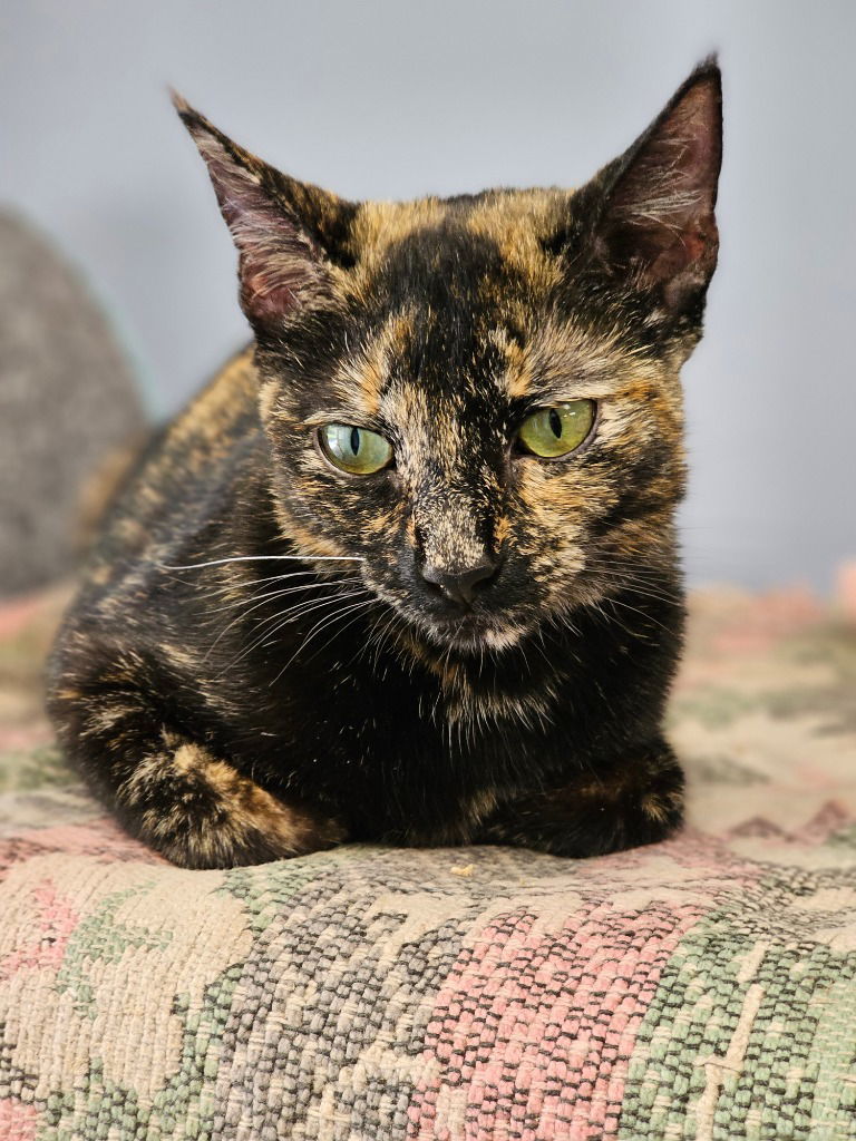 Stella