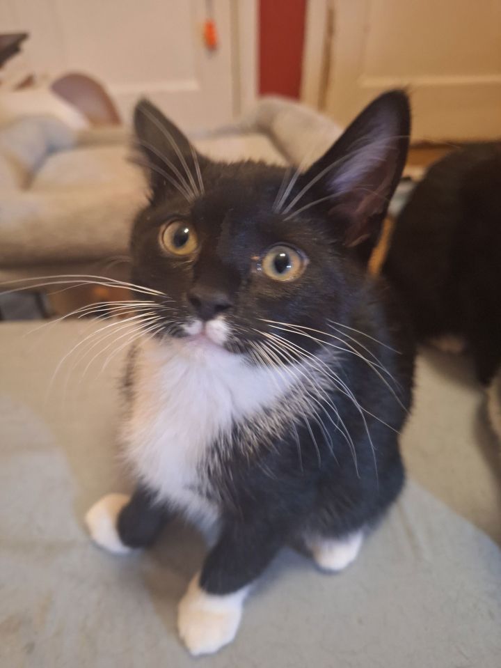 Tuxie 1