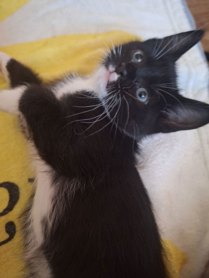 Tuxie 2