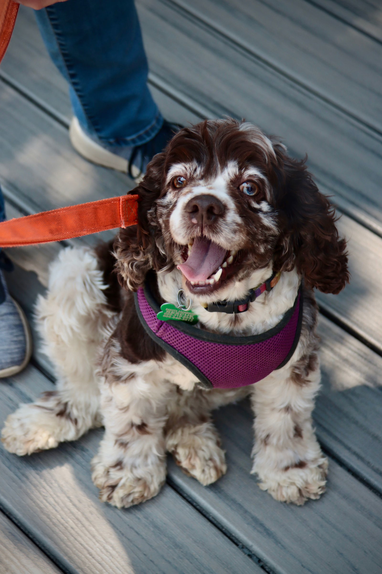 Betsy, an adoptable Cocker Spaniel in Sioux Falls, SD, 57101 | Photo Image 1