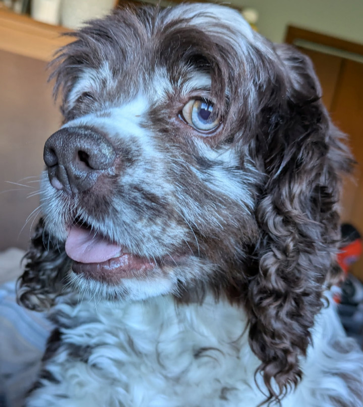 Betsy, an adoptable Cocker Spaniel in Sioux Falls, SD, 57101 | Photo Image 2