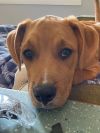 Cutie Rudy photo 3