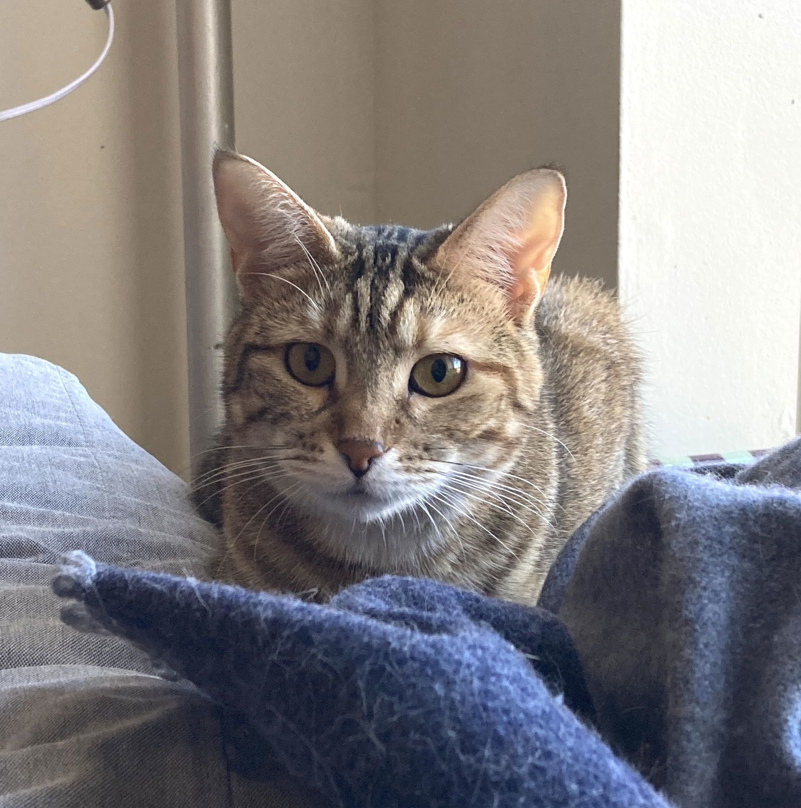 Raisinette