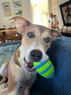 Conley, Young Male Terrier
