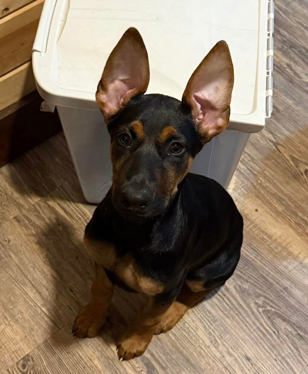 Lena
