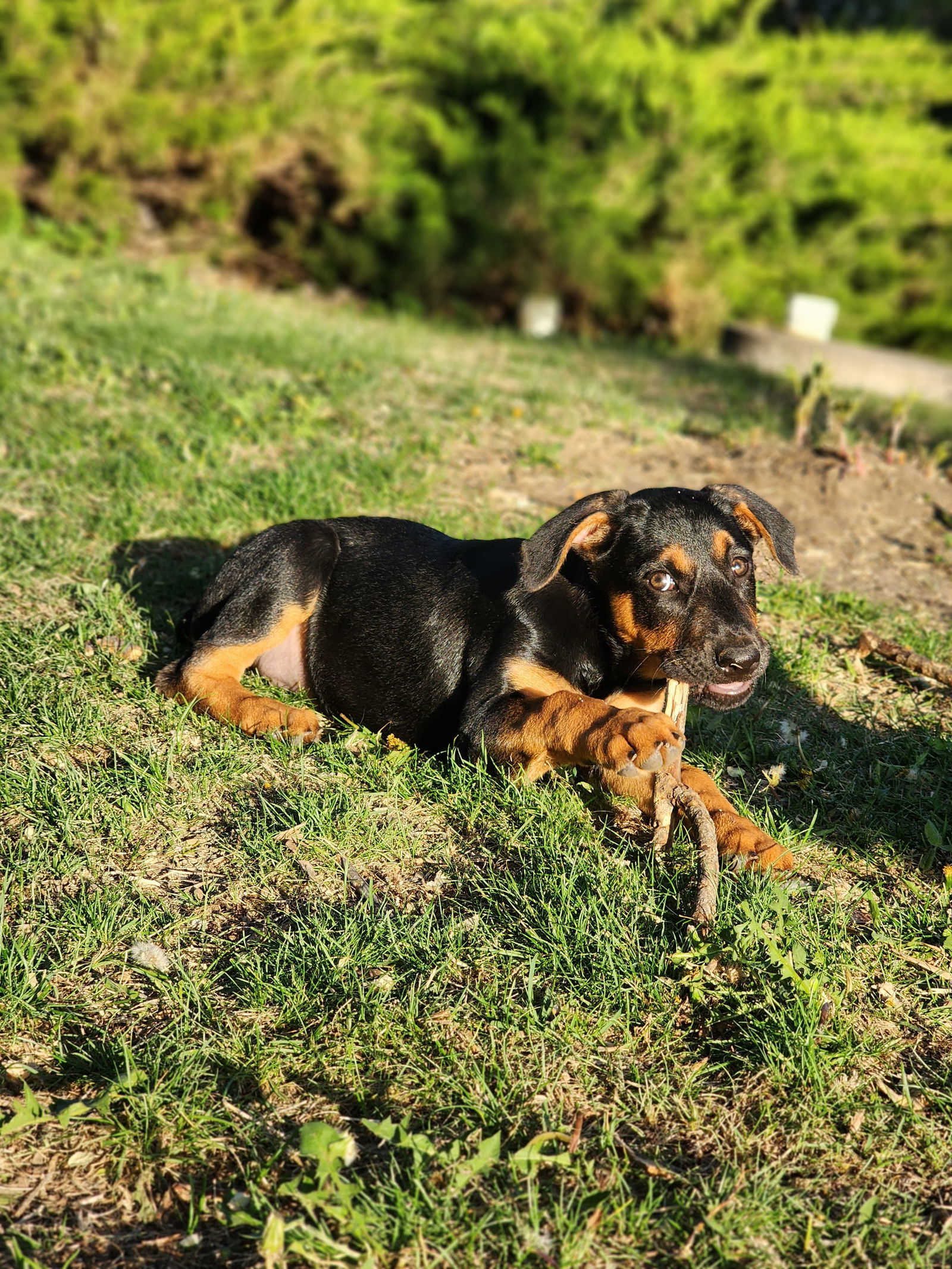 Lena