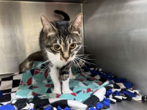 Daesha, Adult Female Domestic Short Hair
