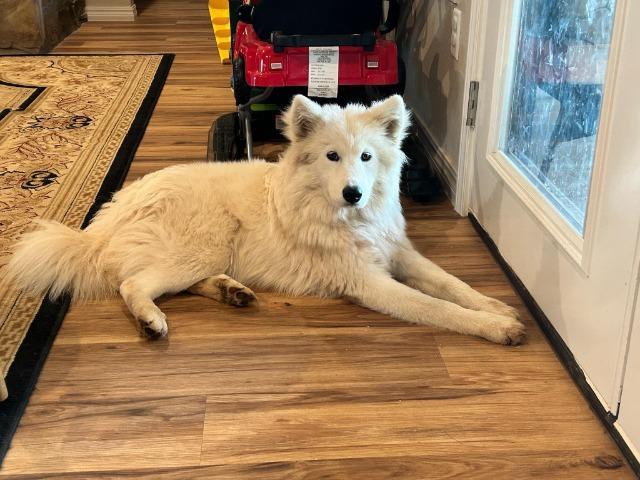 Kona, an adoptable Samoyed in Fayetteville, AR, 72701 | Photo Image 1