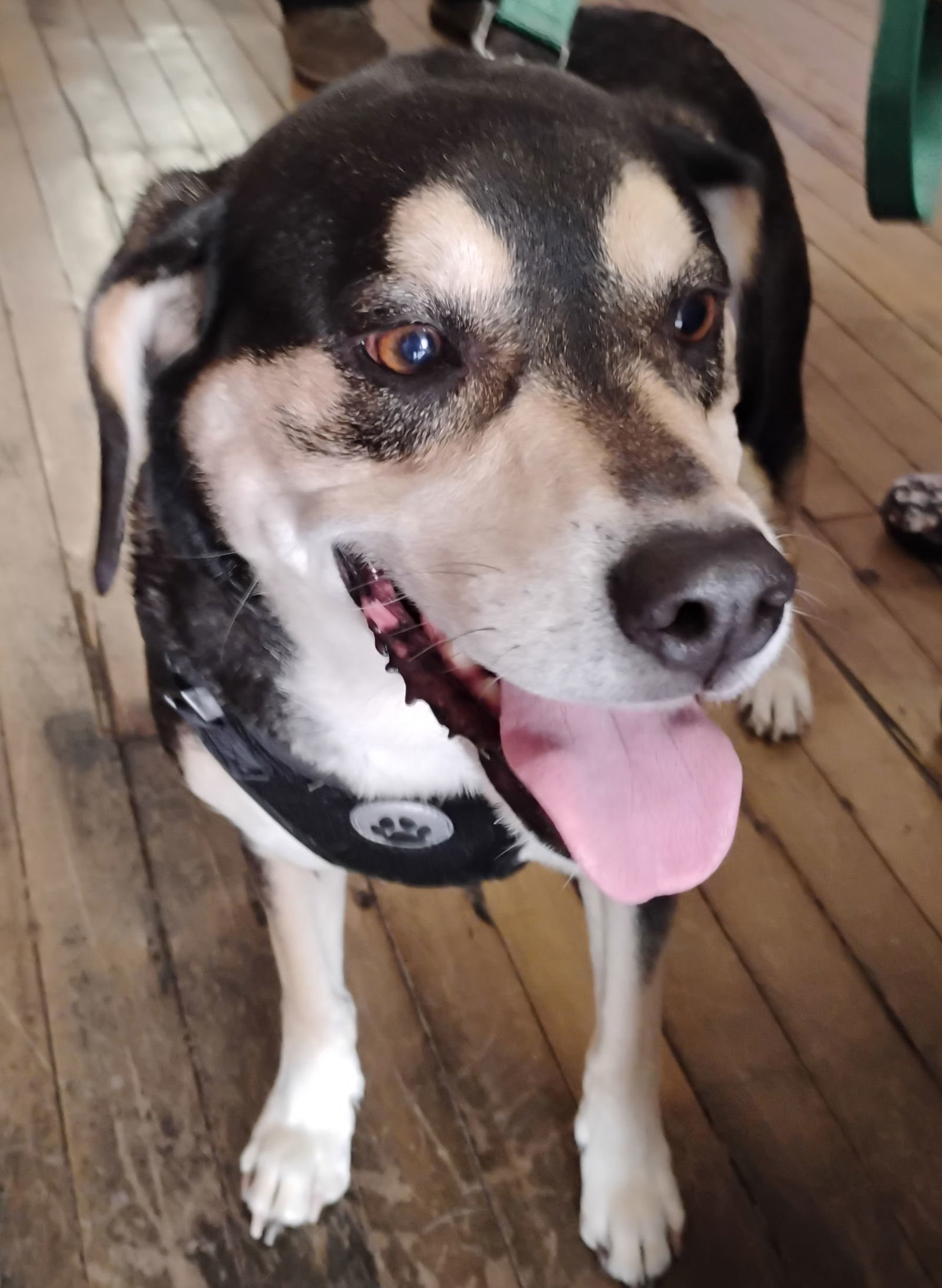Bo