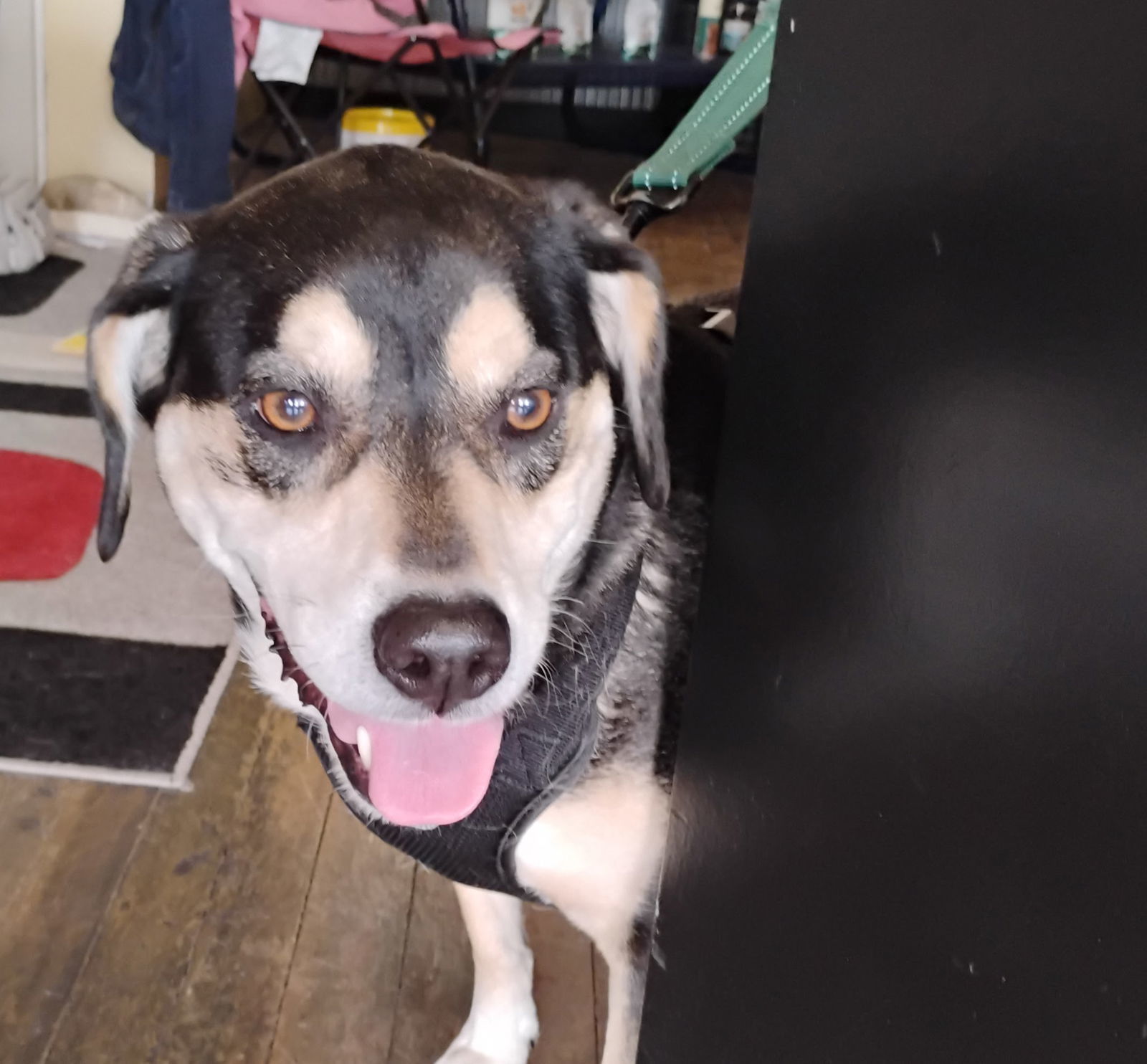 Bo
