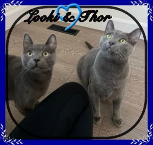 LOKI & THOR (CP), Adult Male unknown