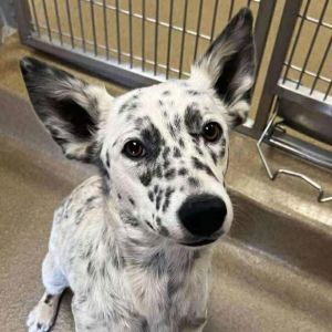 Millie Australian Cattle Dog / Blue Heeler Dog