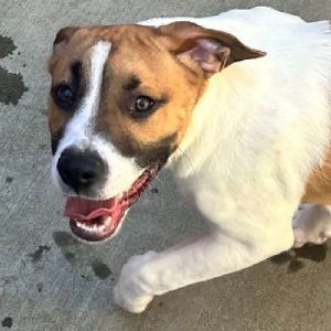 Personality playful active Breed catahoulahound mix Age est DOB 111924 Weight 40lbs Sex mal