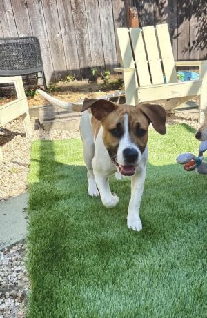 Personality playful active Breed catahoulahound mix Age est DOB 111924 Weight 40lbs Sex mal