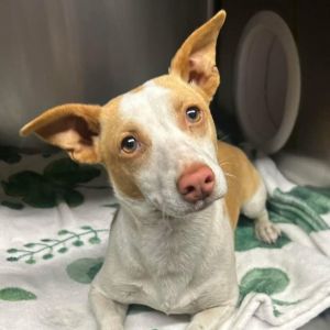 Personality playful sweet Breed chi mix Age approx 1 year Weight Sex male FOSTER NEEDED - FOST