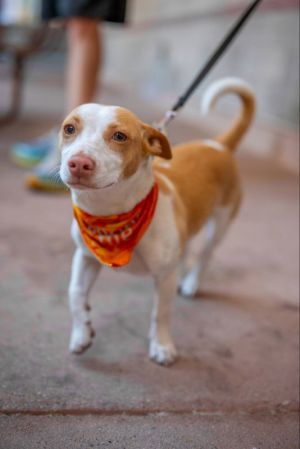 Personality playful sweet Breed chi mix Age approx 1 year Weight Sex male FOSTER NEEDED - FOST