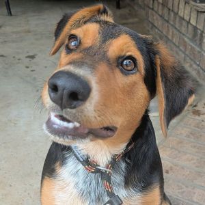 Personality sweet gentle Breed shepherddobie mix Age  est DOB 11824 Weight 35lbs Sex female