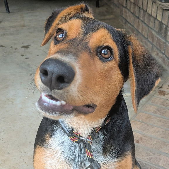 Bubbles