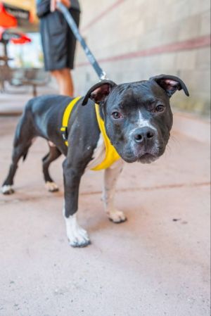 Personality sweet playful smart Breed pit mix Age  est DOB 11212024 Weight 30 lbs Sex male 