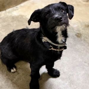 Personality social sweet Breed terrier mix Age approx 6 months Weight Sex male FOSTER NEEDED -