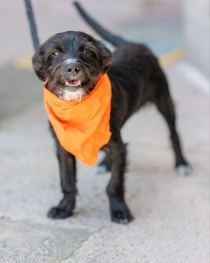 Personality social sweet Breed terrier mix Age approx 6 months Weight Sex male FOSTER NEEDED -