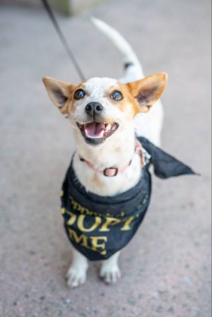 Quinn Chihuahua Dog
