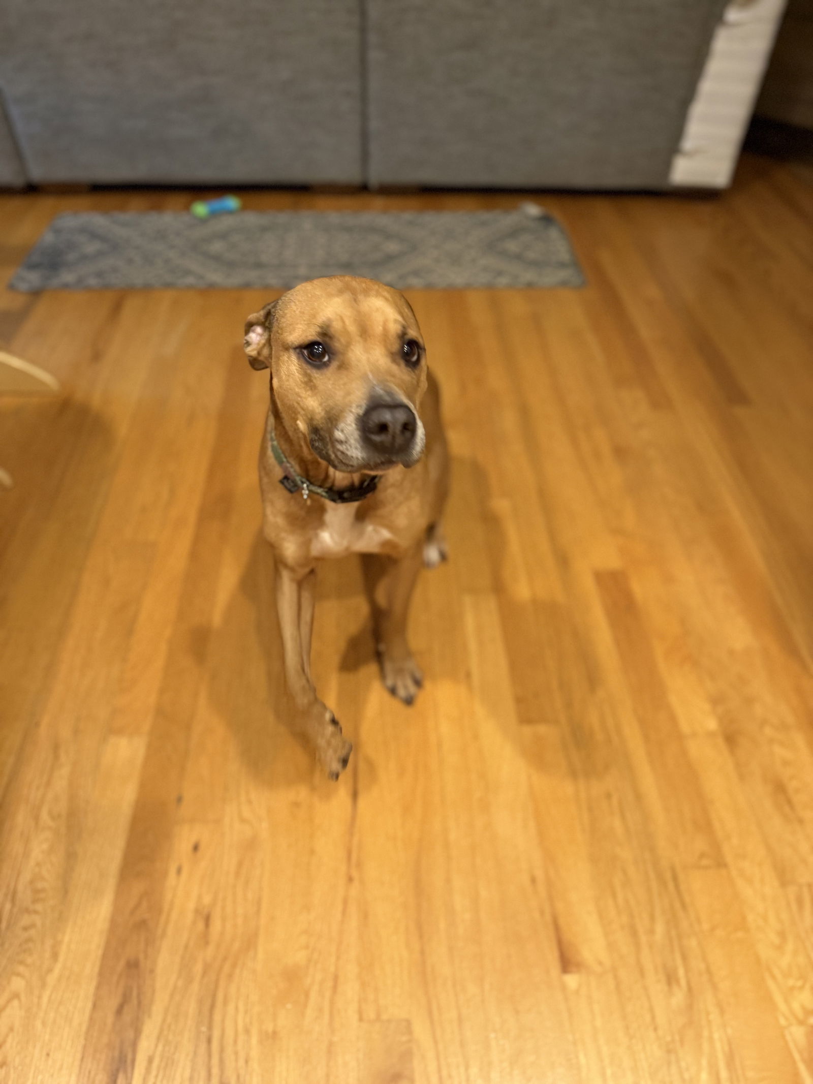 Bella